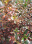 Preview: Coprosma Fireburst 5